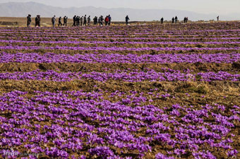 صورت گلگون طلای سرخ لرستان؛ ظرفیت اقتصادی مرغوب‌ترین زعفران ایران